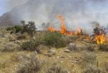 باز هم؛ آتش سوزی در منطقه حفاظت شده دیل