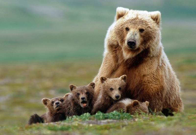 واکنش محیط زیست کهگیلویه وبویراحمد به خبر شکار خرس قهوه‌ای در دنا