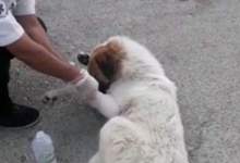 (ویدئو) ماجرای پناه بردن سگ مصدوم به اورژانس باشت