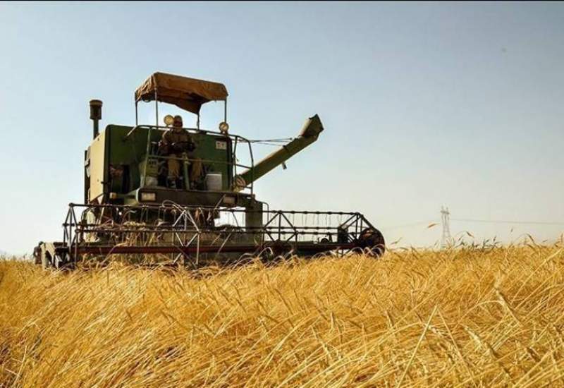 ۷۳ درصد پول گندمکاران واریز شد / کاهش 11 درصدی تولید گندم