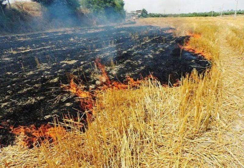 آتش سوزی در مزارع گندم کهگیلویه