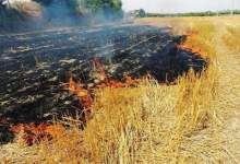 آتش سوزی در مزارع گندم کهگیلویه