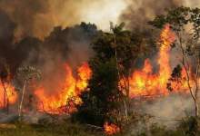 آتش همچنان جنگل‌های سرفاریاب را می‌سوزاند