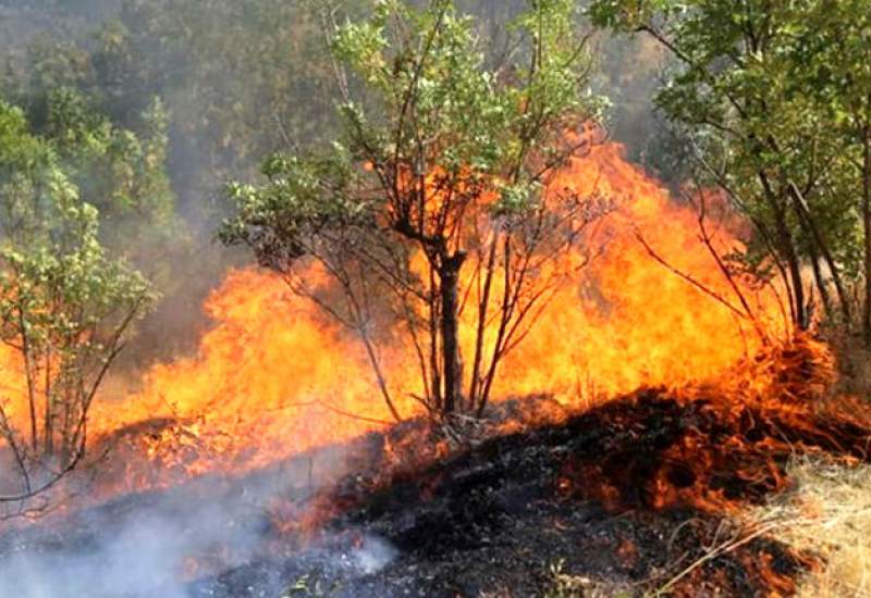 جنگل‌های زاگرس در آتش بی‌تدبیری / حاتم در کوره‌های زغال خاکستر می‌شود