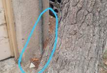 توضیحات سازمان فضای سبز شهرداری یاسوج در خصوص قطع درخت کهنسال  (+ تصاویر )