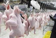 نظارت بر بازار مرغ از کشتار تا توزیع هوشمند می شود