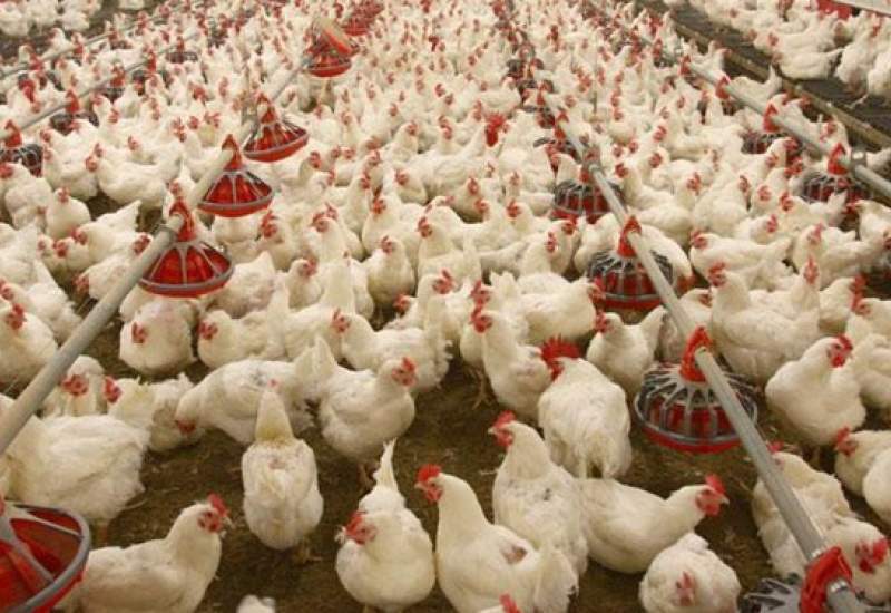 جریمه میلیاردی یک واحد تولید مرغ در کهگیلویه و بویراحمد