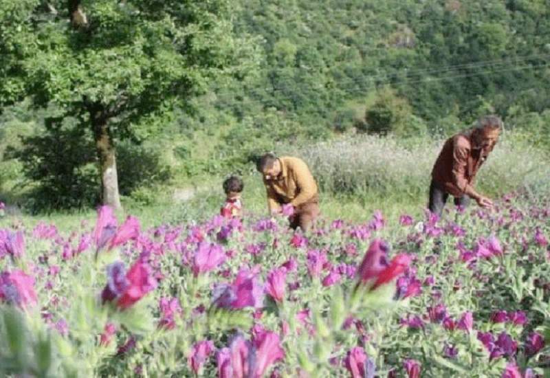کشت 150 هکتار گیاه دارویی در شهرستان لنده با حمایت بنیاد علوی