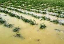۳۲ میلیاردریال خسارت به بخش کشاورزی گچساران وارد شد