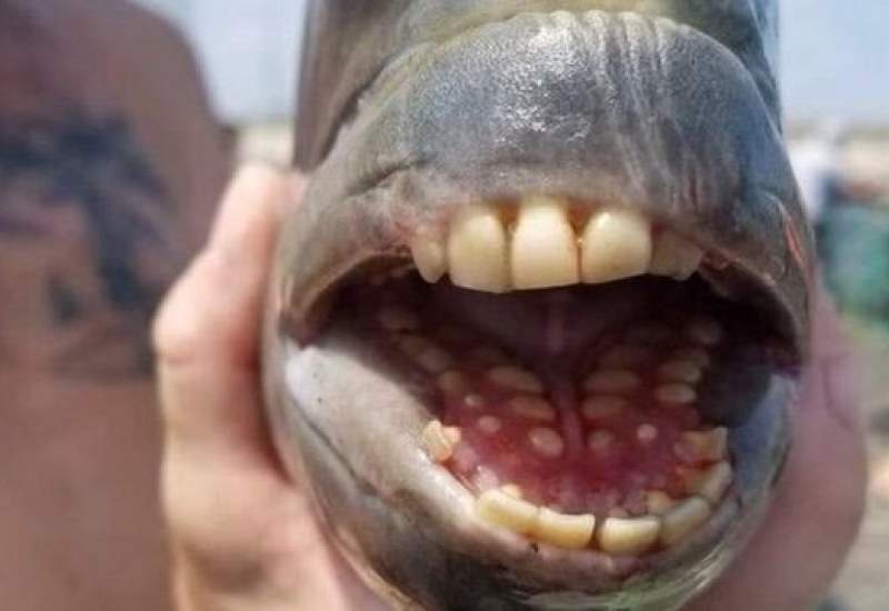 صید ماهی کمیاب با دندان‌های شبیه انسان