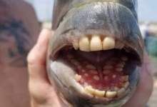 صید ماهی کمیاب با دندان‌های شبیه انسان