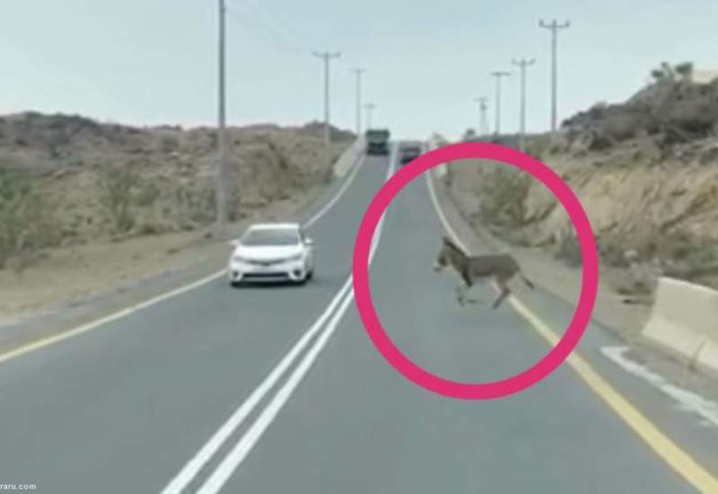 (ویدئو) تصادف خودرو با یک الاغ
