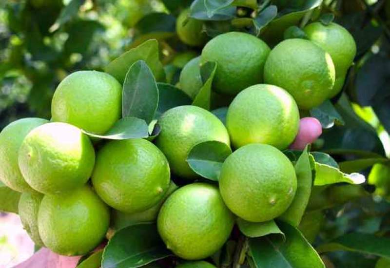 کسادیِ بازار لیموی استان کهگیلویه و بویراحمد و سهمی که نصیب دلال‌ها می‌شود