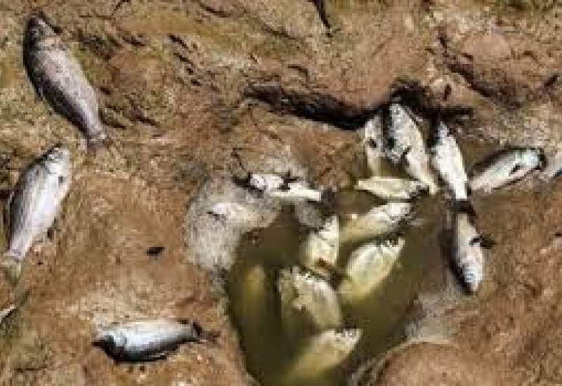 علت خشک شدن دریاچه شرنگ رنگ زیلایی از زبان فرماندار