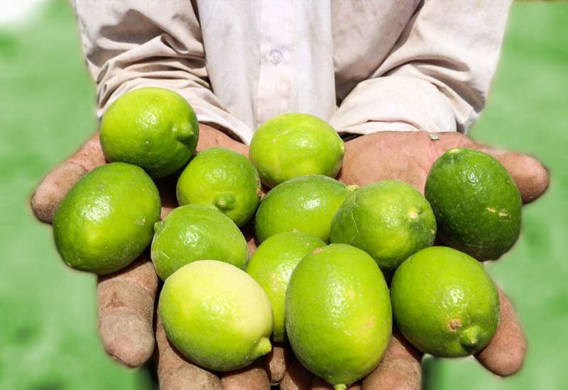 باغداران لیمو در گچساران و باشت سردرگم و بدون حمایت مسئولان مانده است! / صنایع تبدیلی نیاز منطقه گچساران و باشت