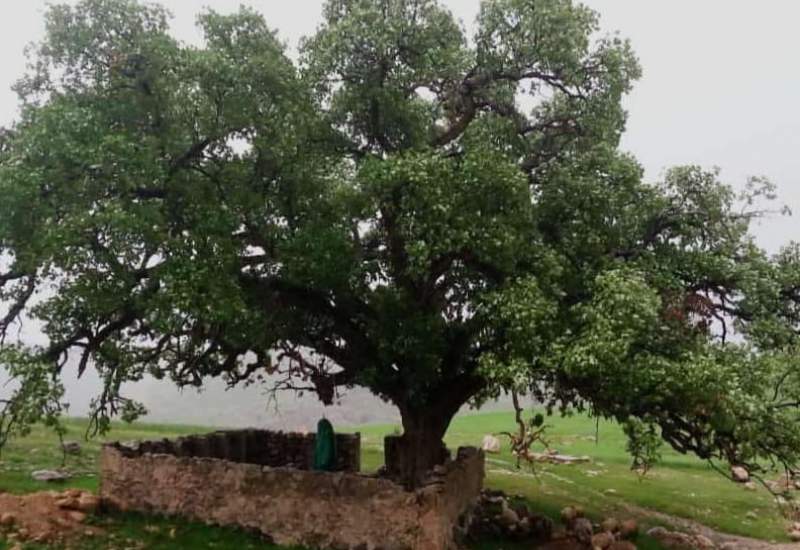 درخت پانصد ساله‌ای که بی دلیلی قطع شد