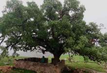 درخت پانصد ساله‌ای که بی دلیلی قطع شد