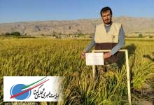رکوردشکنی ارقام برنج هسته ای روشن و شهریار در شهرستان چرام