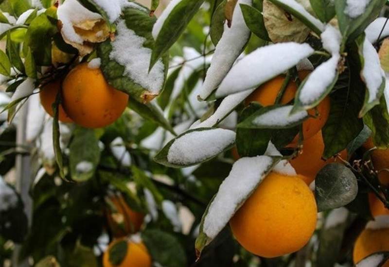 پیش‌بینی بارش‌های سنگین در ۱۱ استان / هشدار یخ‌زدگی محصولات کشاورزی