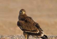 رهاسازی یک پرنده مهاجر روسی در منطقه خائیز کهگیلویه وبویراحمد