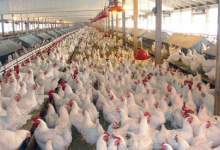 بخش دوم) بیمِ تعطیلی مرغداری‌ها در کهگیلویه و بویراحمد / سوءمدیریت در جهاد کشاورزی استان، داد مرغداران را درآورده است