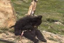 ۶۶ مورد خرس‌کشی در دهه گذشته/ فاجعه کی متوقف می‌شود؟ / خرس‌های که در کهگیلویه و بویراحمد کشته شدند