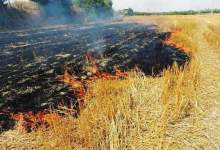 توضیحات فرماندار شهرستان کهگیلویه در پی آتش‌سوزی مزارع کشاورزی