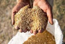 انبار بزرگ گندم احتکار شده در کهگیلویه و بویراحمد کشف و ضبط شد