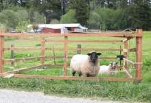 آغل گوسفندان؛ بهانه جدید برای زمین‌خواری در کهگیلویه و بویراحمد