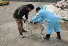 واکسیناسیون دو هزار و 500 قلاده سگ صاحبدار در کهگیلویه و بویراحمد