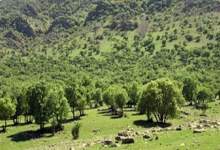 جنگل‌های زاگرس چطور بقای ایران را تضمین می‌کنند؟