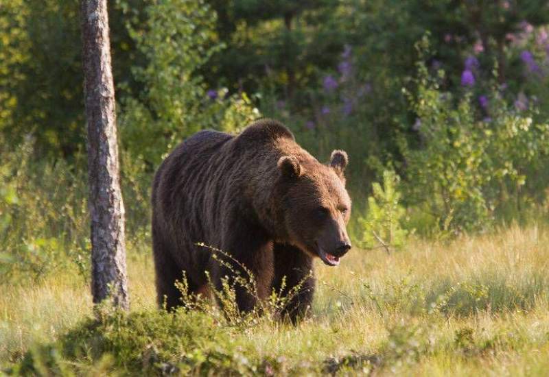حمله خرس به مرد ۴۵ ساله در ارتفاعات زیلایی مارگون