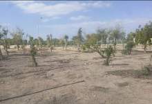 ماجرای قطع درختان حاشیه شهر دوگنبدان در دست پیگیری