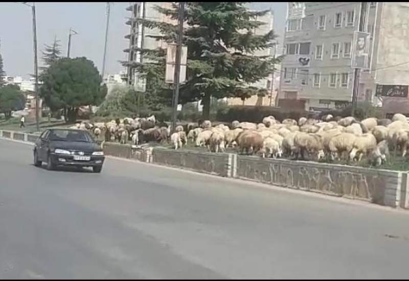 گوسفندچرانی در بلوار ابوذر شهر یاسوج + فیلم