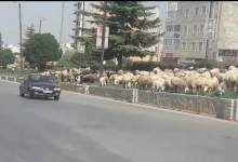 گوسفندچرانی در بلوار ابوذر شهر یاسوج + فیلم