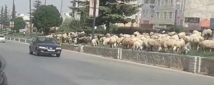 گوسفندچرانی در بلوار ابوذر شهر یاسوج + فیلم 