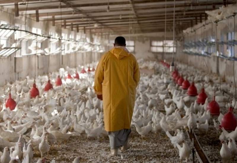 هشدار مدیرکل تعزیرات حکومتی کهگیلویه و بویراحمد به مرغداران / جهاد کشاورزی پاسخگو باشد