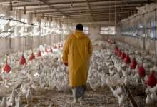 هشدار مدیرکل تعزیرات حکومتی کهگیلویه و بویراحمد به مرغداران / جهاد کشاورزی پاسخگو باشد