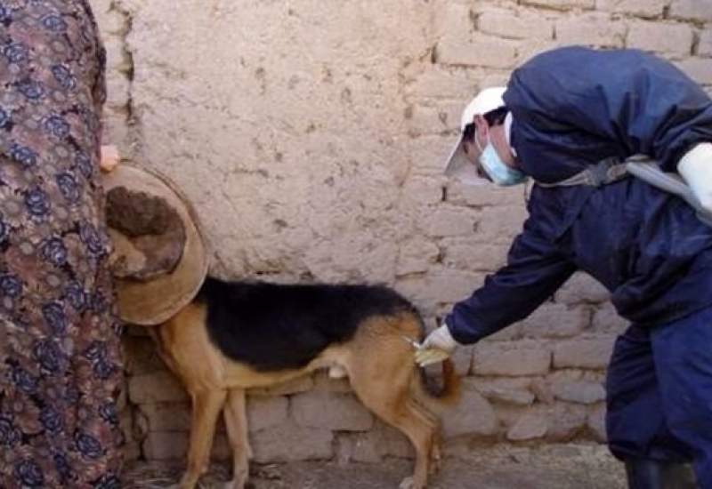 واکسیناسیون بیش از 3 هزار سگ علیه هاری در کهگیلویه وبویراحمد