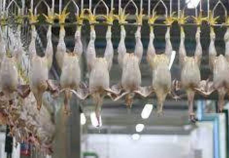 نبود کشتارگاه صنعتی طیور در شهرستان کهگیلویه / ارزش افزوده «شیر» و «مرغ» کهگیلویه سهم بهبهان می شود