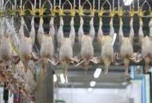 نبود کشتارگاه صنعتی طیور در شهرستان کهگیلویه / ارزش افزوده «شیر» و «مرغ» کهگیلویه سهم بهبهان می شود