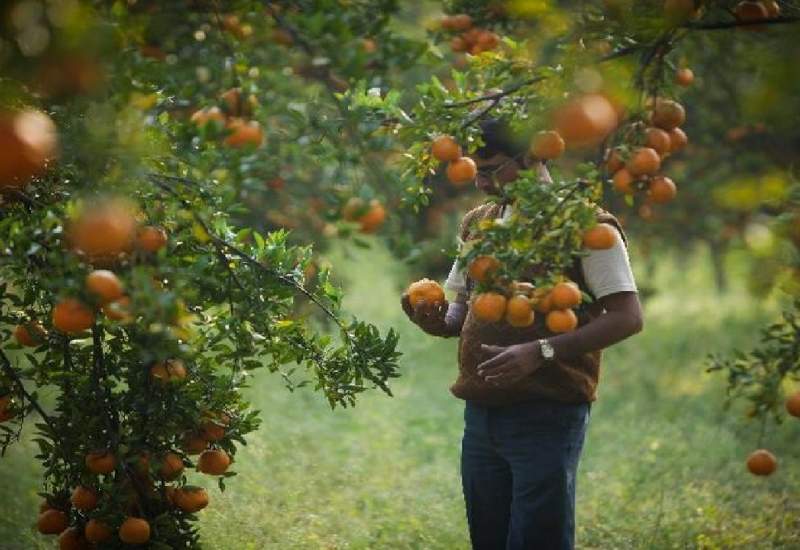 جشنواره برداشت پرتقال در کهگیلویه و بویراحمد برگزار می‌شود