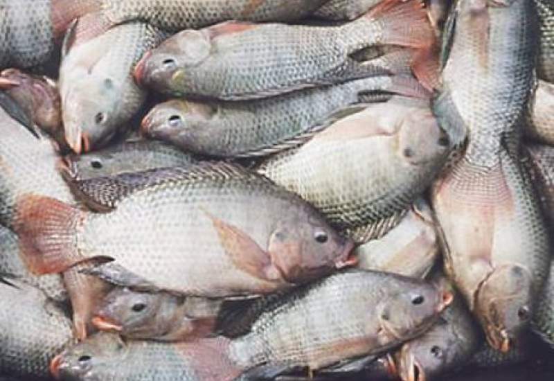 یک تن، ماهی فاسد در بازار یاسوج کشف و ضبط شد