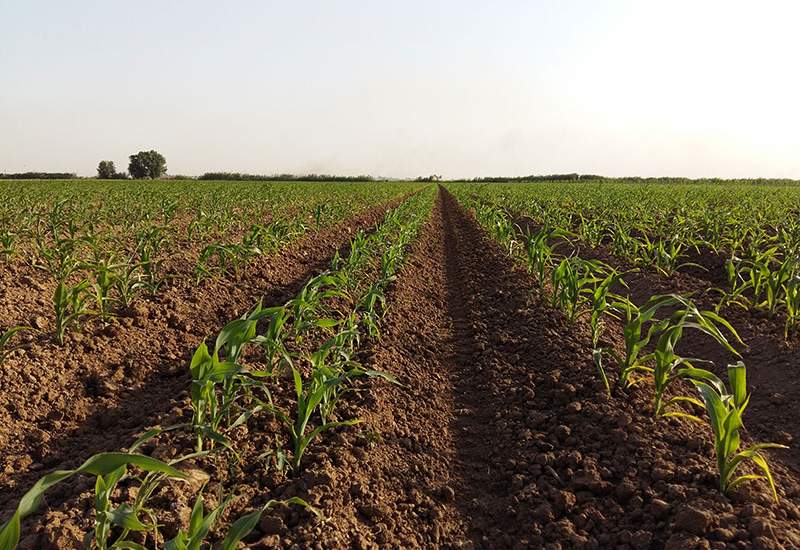 پردیس تحقیقات کشاورزی گچساران یکی از مراکز مهم تولید بذر کشور است