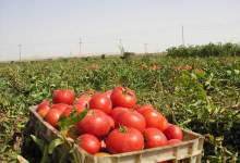 بی رغبتی گوجه کاران گچسارانی برای برداشت محصول