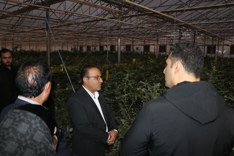 بازدید مدیرعامل اتحادیه گلخانه‌داران کشور از گلخانه های در یاسوج