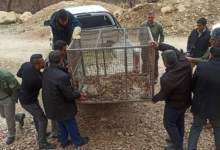 قاچاقچی سنجاب در کهگیلویه و بویراحمد دستگیر شد / 37 سنجاب آزادسازی شدند