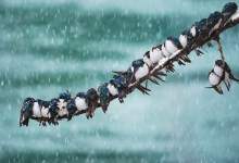 بارش برف و باران در ۱۹ استان/ هشدار هواشناسی به مرغداران / راه‌های مواصلاتی تمام روستا‌های بویراحمد، دنا و مارگون مسدود شد / قطعی و اختلال ۱۴۸ ایستگاه موبایل در کهگیلویه و بویراحمد