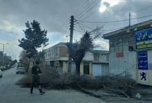 کمر درختان یاسوج در مقابل کم‌کاری دستگاه‌های خدمان رسان خم شد