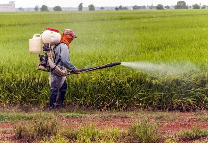 تهدید جان انسان ها با استفاده بی رویه سموم شیمیایی / مغفول ماندن رصد محصولات کشاورزی در استان